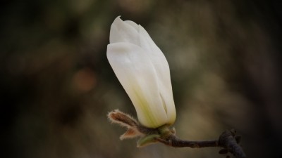 笑琰攝影：春天又花開 鳥兒鳴綠柳