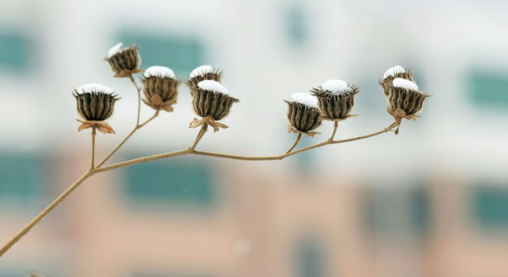 雪月不再風(fēng)花（組詩(shī)七首）